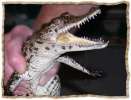 Продаются ручные крокодильчики малыши