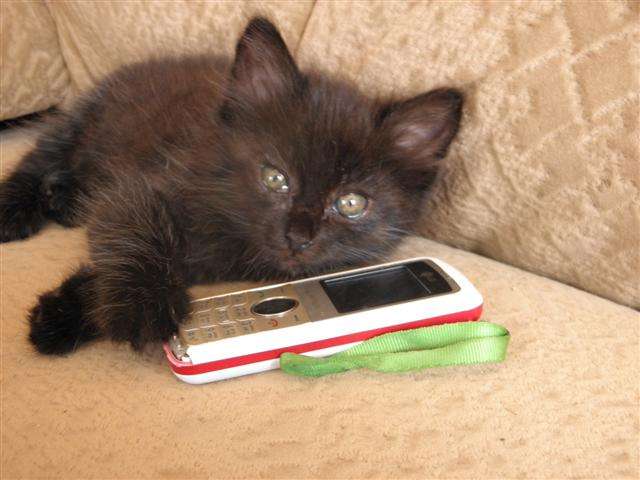 Чудесные котятки в добрые руки Чудесные котятки в добрые руки