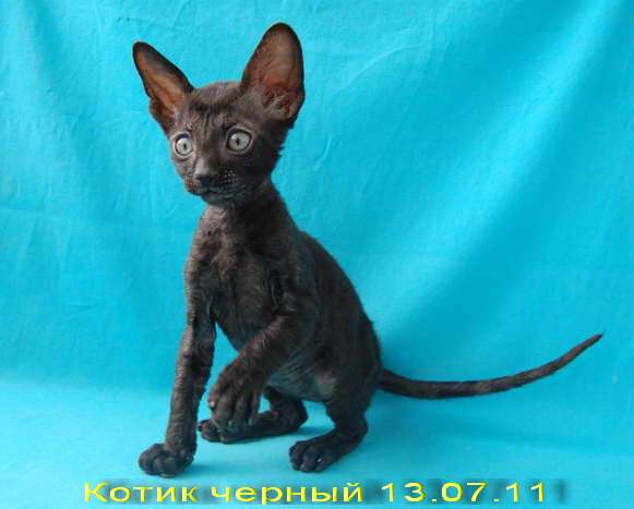 Корниш рекс - кудрявые котята. Корниш рекс - кудрявые котята.