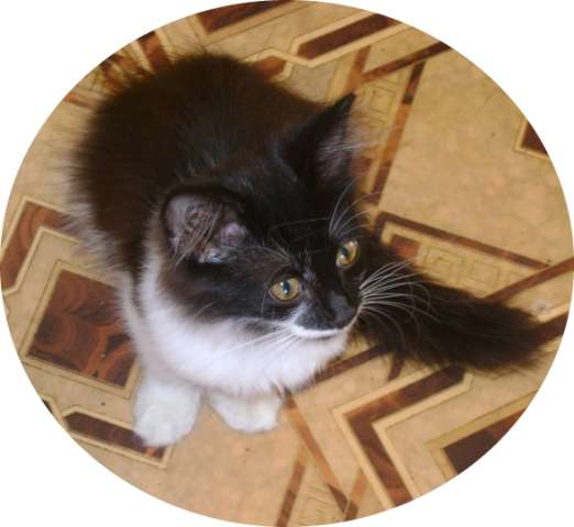 Котёнок-Эстёт 3 мес. Котёнок-Эстёт 3 мес.