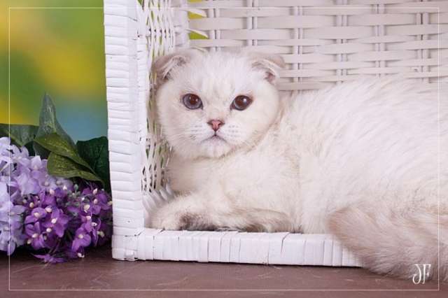 Очаровательный вислоухий котик! Очаровательный вислоухий котик!