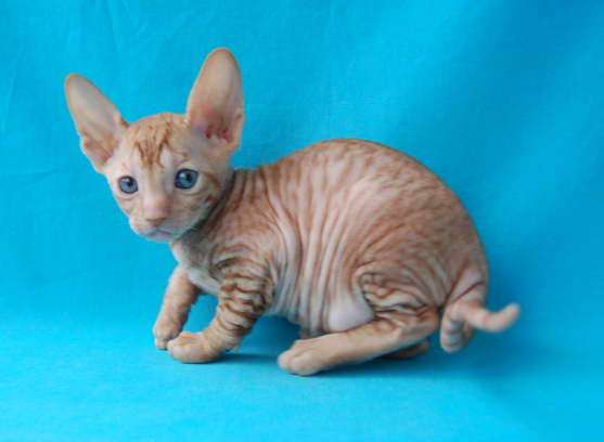 Корниш рекс - кудрявые котята. Корниш рекс - кудрявые котята.