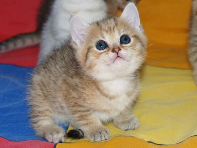 Шотландские котята золотые и серебристые шиншиллы Шотландские котята золотые и серебристые шиншиллы