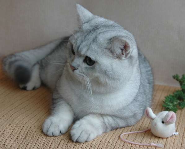 Британский котенок - шиншилла Британский котенок - шиншилла
