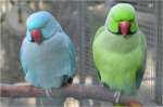 Цветные ОЖЕРЕЛОВЫЕ попугаи  цветные птенцы   продам