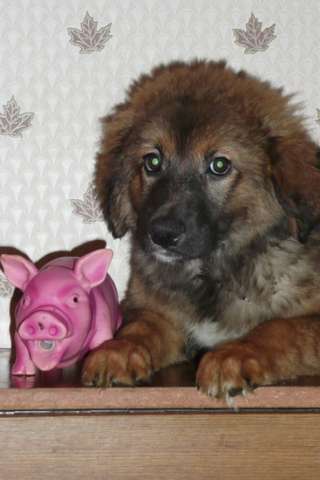 Мягкий щенок. Мягкий щенок.