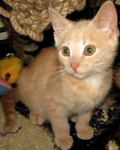 Ласковые котята в добрые руки! Ласковые котята в добрые руки!