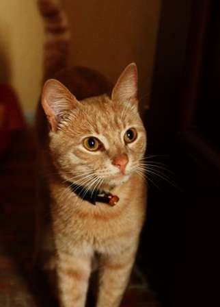 Персиковый котик ищет хозяев Персиковый котик ищет хозяев