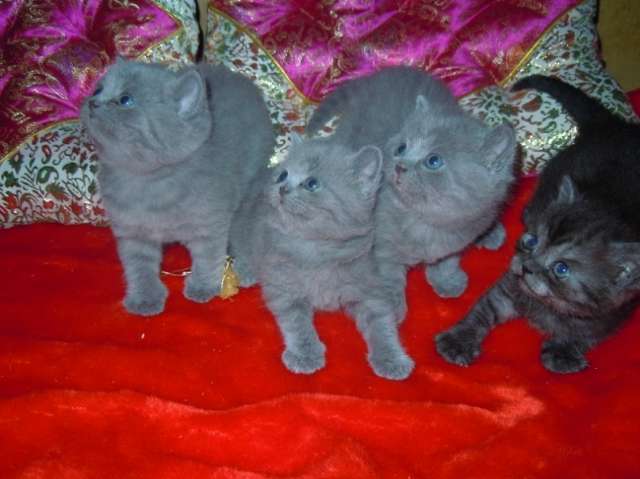 Продажа Британских котят. Продажа Британских котят.