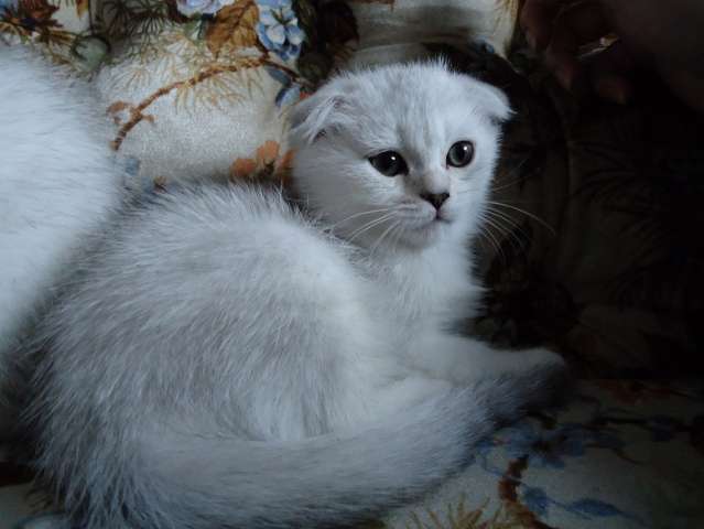 шотландские шиншиллы шотландские шиншиллы