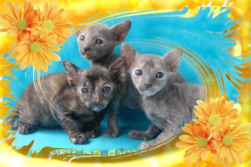 Корниш рекс - кудрявые котята. Корниш рекс - кудрявые котята.