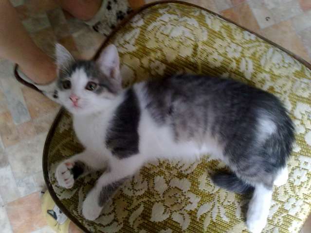 Котенок в любящие руки. Котенок в любящие руки.