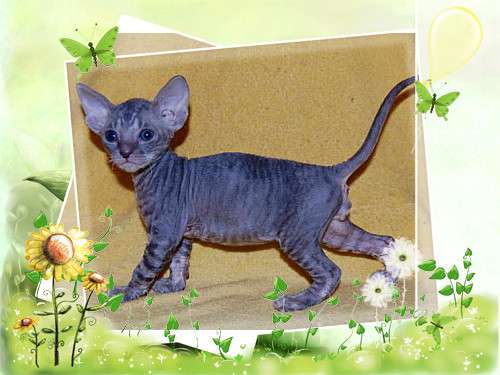 Корниш рекс - кудрявые котята. Корниш рекс - кудрявые котята.