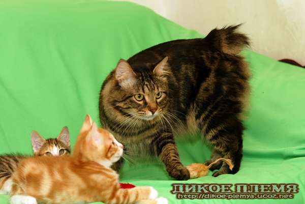 Роскошные котята-рысята курильского бобтейла! Роскошные котята-рысята курильского бобтейла!