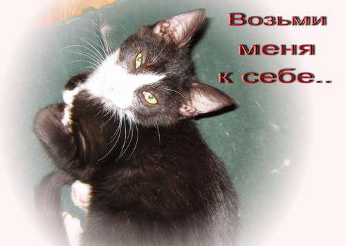 Плюшевая прелесть, 3 мес в добрые руки! Плюшевая прелесть, 3 мес в добрые руки!