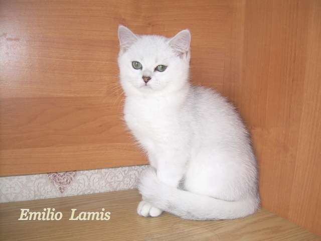 ЭЛИТНЫЙ БРИТАНСКИЙ КОТИК ЭЛИТНЫЙ БРИТАНСКИЙ КОТИК