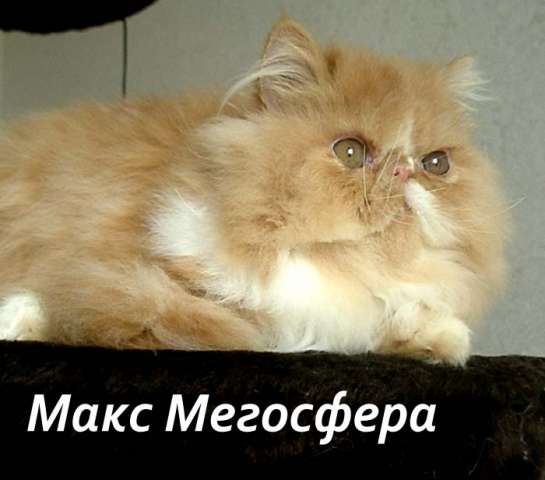 Роскошный персидский котик Роскошный персидский котик