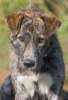 Карат – красивый крупный пёс с чудесно-полосатой шерсткой