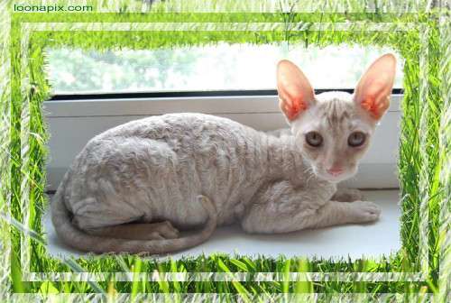 Корниш рекс - кремовый котик 7000 руб. Корниш рекс - кремовый котик 7000 руб.