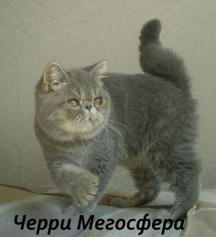 Экзотическая плюшевая кошечка Экзотическая плюшевая кошечка