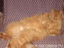 Срочно отдам кота!!!!!!!!!!!!!!!!!!!!!!!!!!!!!!!!!!1 Срочно отдам кота!!!!!!!!!!!!!!!!!!!!!!!!!!!!!!!!!!1