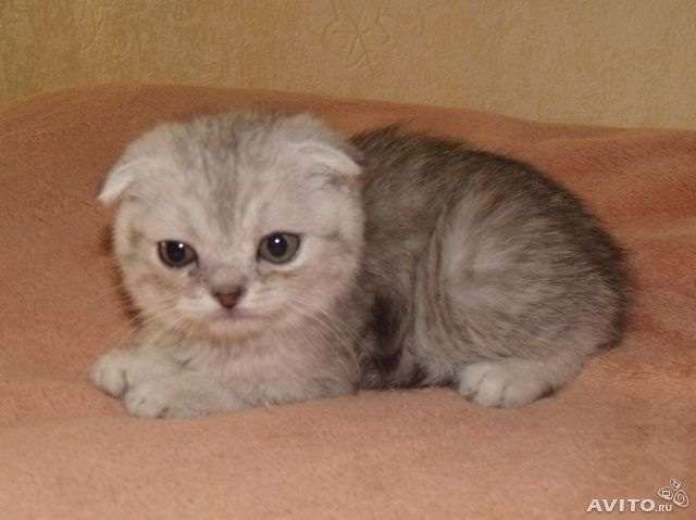 Шотландские киски Шотландские киски