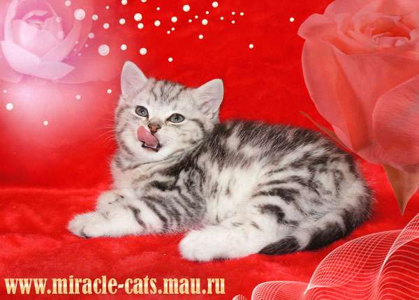Британские котята - радость в вашем доме! Британские котята - радость в вашем доме!
