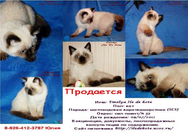 Шотландский колорный котенок Шотландский колорный котенок