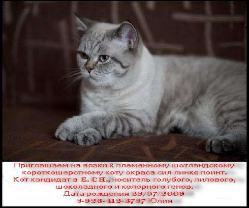 Шотландский колорный кот Шотландский колорный кот