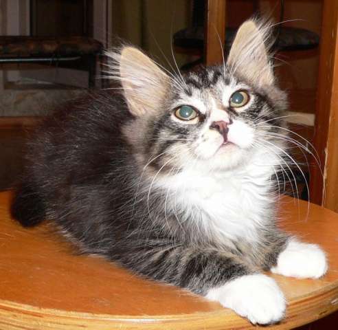 Котенок, мальчик, 2.5 месяца Котенок, мальчик, 2.5 месяца