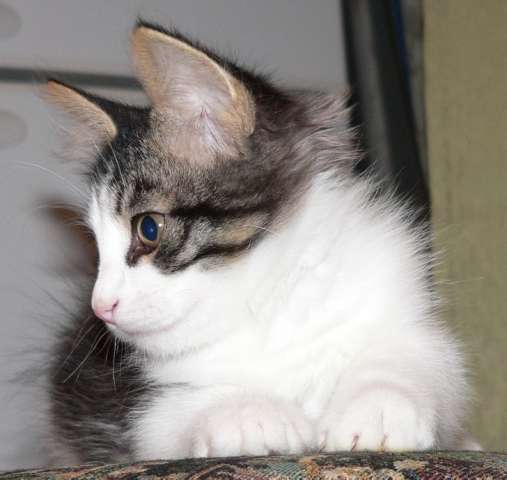 Котята, две девочки, 3 месяца Котята, две девочки, 3 месяца