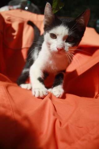 Отдаю красивого котенка,4,5 мес,мальчик Отдаю красивого котенка,4,5 мес,мальчик