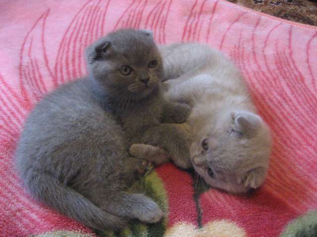 Шотландские котята Шотландские котята