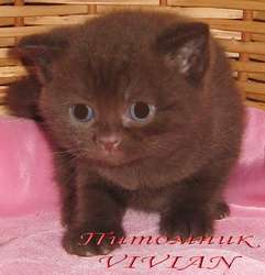 Британские клубные шоколадные котята из питомника VIVIAN. Британские клубные шоколадные котята из питомника VIVIAN.