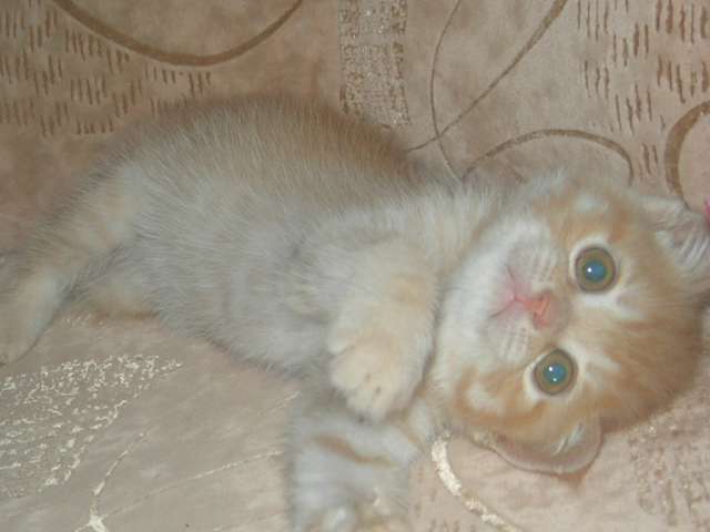 Британские котята Британские котята