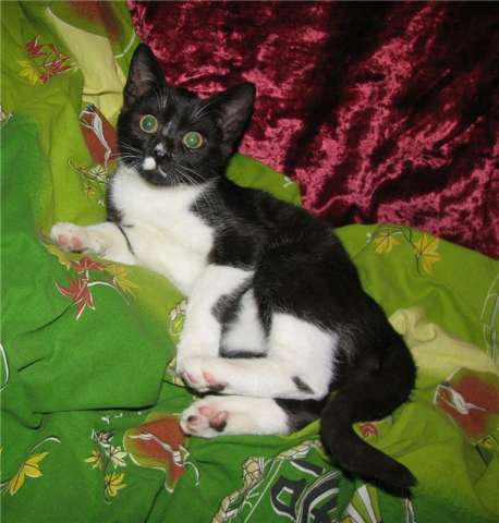 Славный воспитанный котенок в дар! Славный воспитанный котенок в дар!