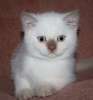 Британский котик окраса циннамон-пойнт