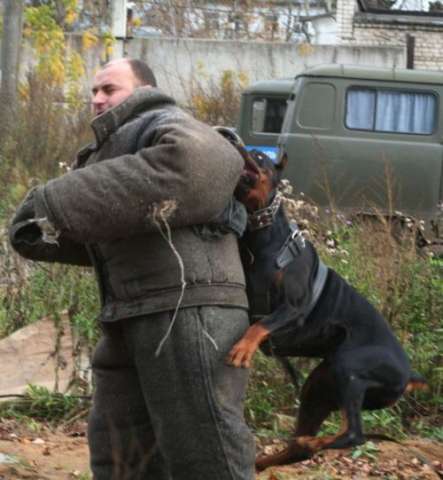 Дрессировка собак в Твери, частные услуги кинолога Дрессировка собак в Твери, частные услуги кинолога
