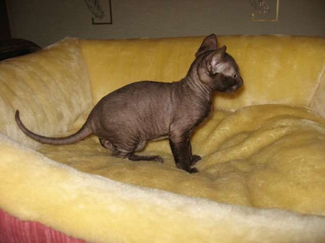ПРОДАМ Котят Корниш-рекс ПРОДАМ Котят Корниш-рекс