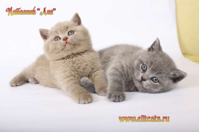 Британские котята Британские котята