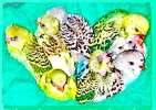 Молодые птенцы волнистых попугаев, разных редких расцветок