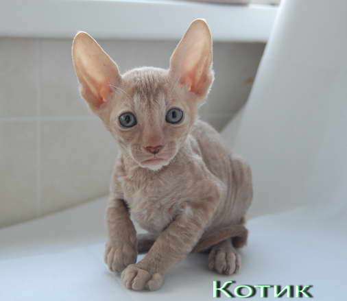 Корниш рекс - кудрявые котята. Корниш рекс - кудрявые котята.