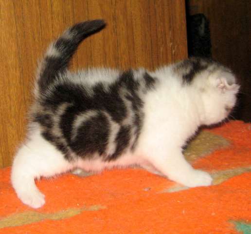 МРАМОРНЫЕ ВИСЛОУХИЕ КОТЯТА МРАМОРНЫЕ ВИСЛОУХИЕ КОТЯТА