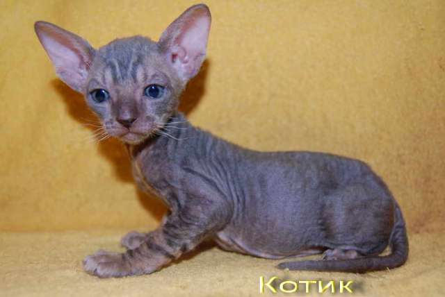 Корниш рекс - кудрявые котята. Корниш рекс - кудрявые котята.