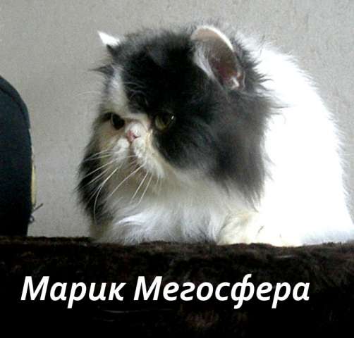 Би-колорный персидский котик Би-колорный персидский котик
