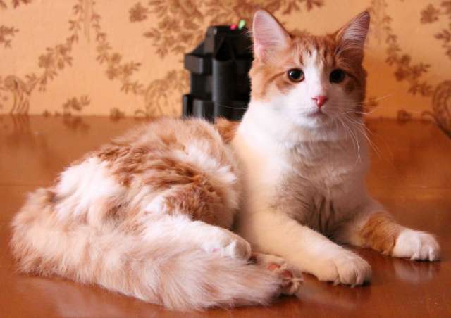 Рыжие котята в дар Рыжие котята в дар