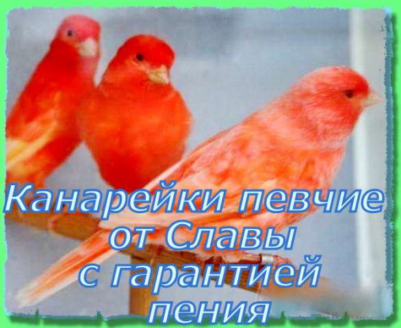 Канарейки собственного разведения, с гарантией. Канарейки собственного разведения, с гарантией.