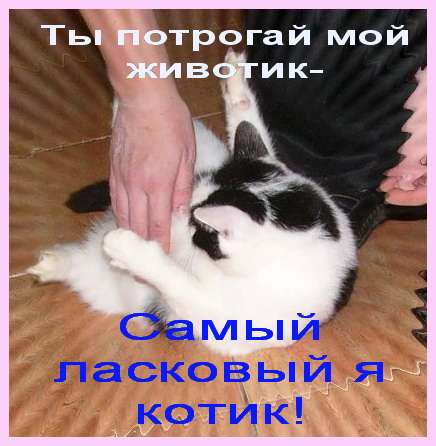 Мама, папа, отзовитесь, очень вас ищу! Я- самый ласковый на свете котик! Мама, папа, отзовитесь, очень вас ищу! Я- самый ласковый на свете котик!