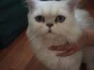 кот персидский  шиншилла приглашает  кошку