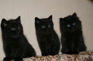 Шотландские котята Шотландские котята